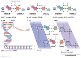 Structure of nucleic acids and base pairing