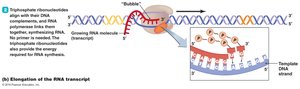 Elongation of transcription in prokaryotes