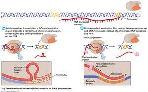 Termination of transcription in prokaryotes