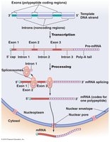 Processing eukaryotic mRNA