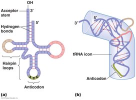 tRNA structure