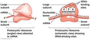 Ribosome and tRNA-binding sites