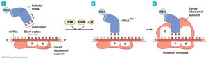 Initiation of translation in prokaryotes
