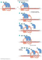 Elongation stage of translation