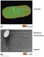 Bacterial genome: nucleoid, chromosome, plasmid