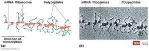 Polyribosomes in prokaryotes