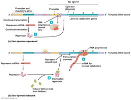 The lac operon: inducible operon