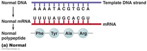Nonsense mutation