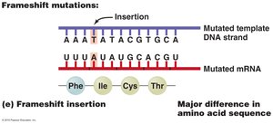 Frameshift deletion mutation