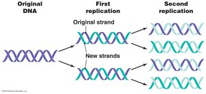 Semiconservative model of DNA replication