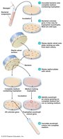 Negative selection: tryptophan auxotroph