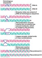 Genetic recombination