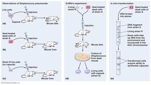 Transformation of Streptococcus pneumoniae