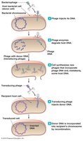 Transduction