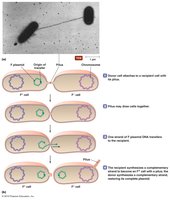 Bacterial conjugation