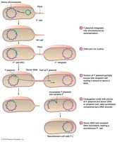 Conjugation involving Hfr cell