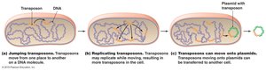 Transposition
