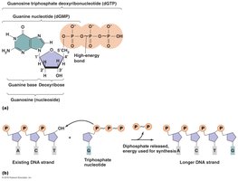 Triphosphate deoxyribonucleotides as building blocks and energy sources