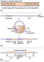 Transposons