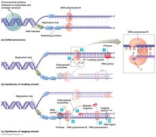 DNA replication: leading and lagging strands
