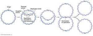 Bidirectionality of DNA replication in prokaryotes