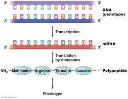 Central dogma of genetics: DNA to RNA to protein
