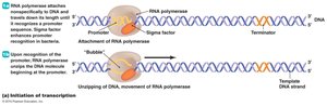 Initiation of transcription in prokaryotes