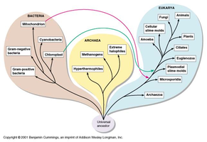 Three-domain tree of life showing Bacteria, Archaea, and Eukarya