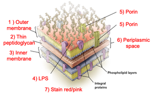 Acid-fast cell wall structure