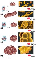 Cocci arrangements: diplococci, streptococci, tetrads, sarcinae, staphylococci