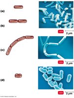 Bacilli arrangements: single, diplo, strepto, coccobacillus