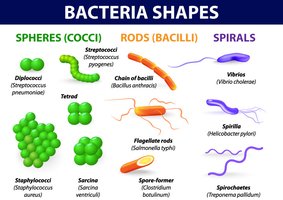 Bacterial shapes: cocci, bacilli, spirals