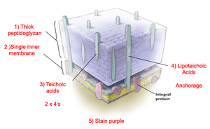 Gram-positive cell wall structure