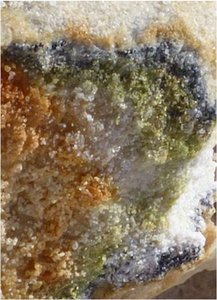 Cryptoendolithic lichen-dominated community in sandstone