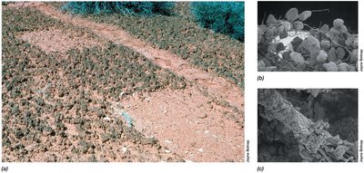 Biological soil crust and cyanobacteria binding sand grains