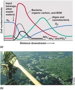 BOD and microbial response to organic pollution in rivers