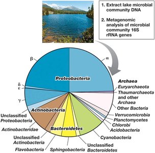 Pie chart of freshwater lake microbial diversity