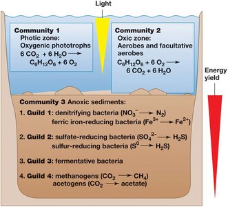 Diagram of microbial communities in a freshwater lake ecosystem