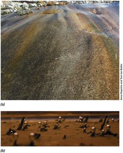 Phototrophic biofilms in a stream and cyanobacterial clusters