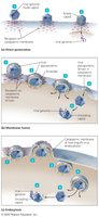 Uncoating of animal viruses