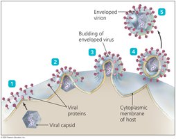 Budding process in enveloped viruses