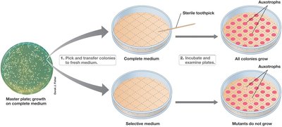 Screening for Nutritional Auxotrophs