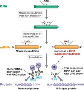 Suppression of Nonsense Mutations