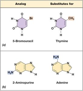 Nucleotide Base Analogs