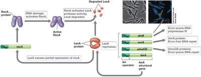SOS Response to DNA Damage