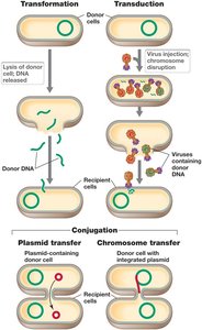 Processes by Which DNA Is Transferred