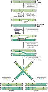 Homologous Recombination