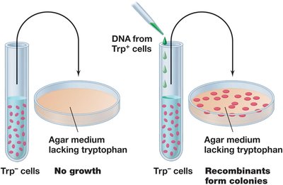 Selective Medium to Detect Recombinants