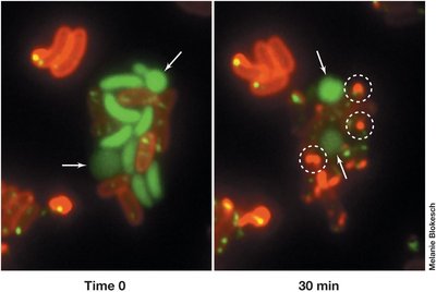 Vibrio cholerae Killing Neighbouring Prey Cells and Scavenging DNA