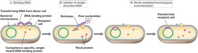 General Mechanism of Transformation